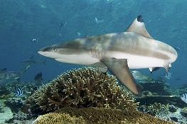 Op-Ed: Indonesia Sets Example for Global Shark Conservation 