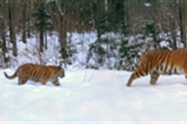 Tiger Dad: Rare Family Portrait of Amur Tigers the First-Ever to Include an Adult Male