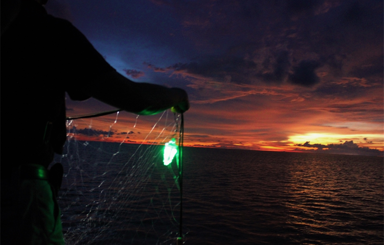 Lighted Nets Dramatically Reduce Bycatch of Sharks and Other