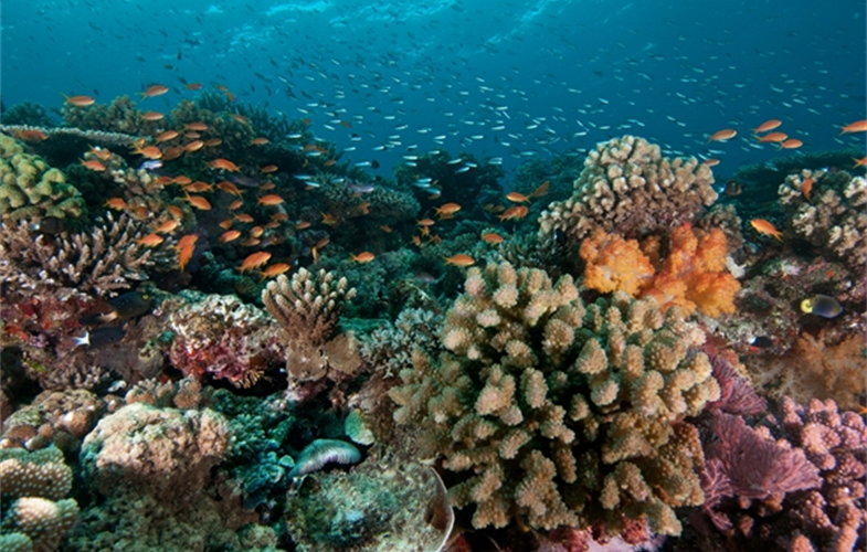 WCS Commits to Protecting Coral Reefs At Our Ocean Conference in Bali ...