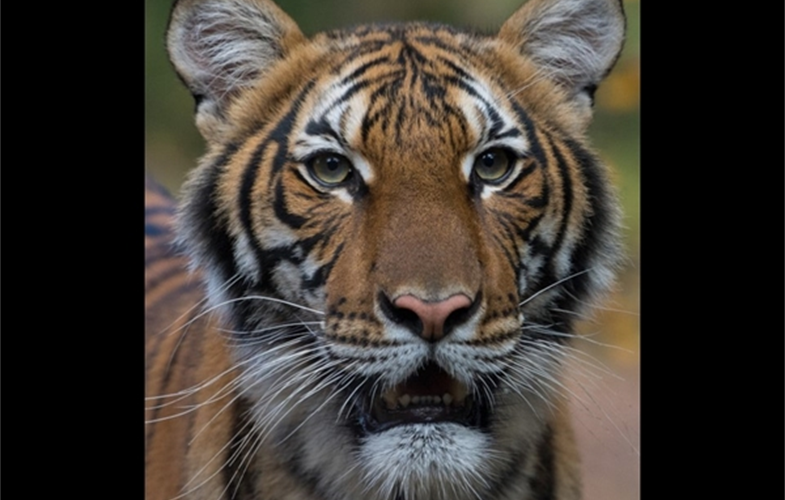 Tiger In NYC Zoo Becomes First Animal In US to Get COVID-19