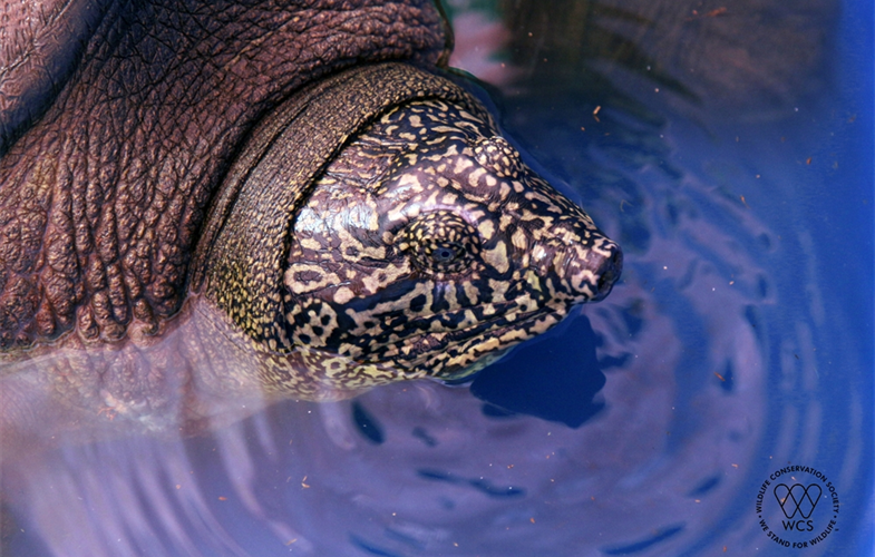 World's Most Endangered Turtle Gets Some Good News In 2020 > Newsroom