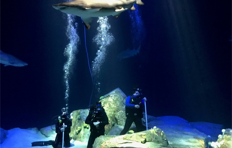 The New York Aquariums Ocean Wonders: Sharks! Opens Today > Newsroom - UntitleD