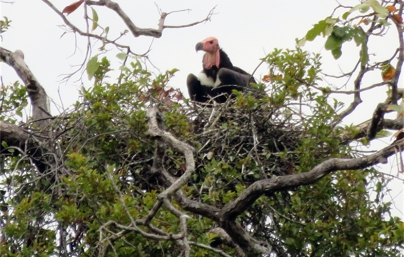 Three Critically Endangered Red-headed Vulture Nests Discovered In Cambodia's Chhep Wildlife > Newsroom