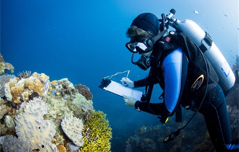 Protecting Coral Reefs with Bubbles  Stanford Doerr School of  Sustainability
