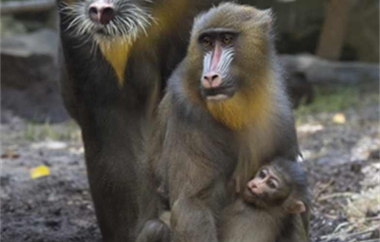 Mandrill, The Largest Monkey of Africa - Taman Safari Bali