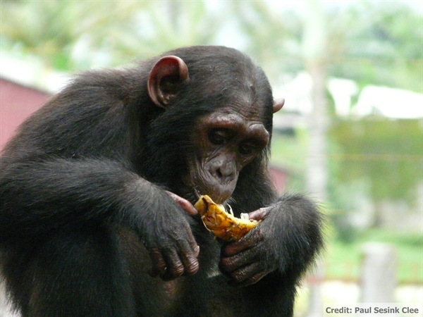 nigeria cameroon chimpanzee