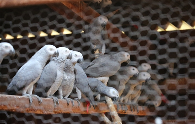 WCS Releases Heartbreaking Video of Rescued African Gray Parrots Destined for Pet Trade > Newsroom