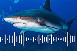 Special CITES Edition 2: A Push to Expand Global Protections for Sharks and Rays