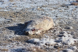 Tracking a Deadly Virus in Mongolian Wildlife 