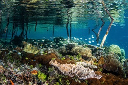 Ocean to COP: Coral Reefs Can Help Save the World
