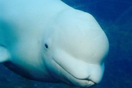 Newswise: Study Finds Beluga Calls Drop When Boat Traffic Increases