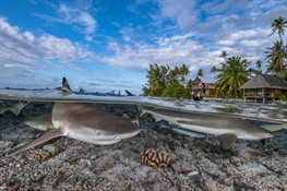 Ensuring a Sustainable Trade in Sharks and Rays Before It’s Too Late