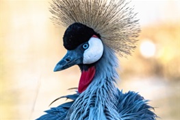 Saving The White-Naped and Red-Crowned Cranes