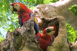 Hand Raising Scarlet Macaws in Guatemala