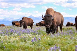 For Bison Day 2021, Conservation and Reconciliation through Buffalo Eyes