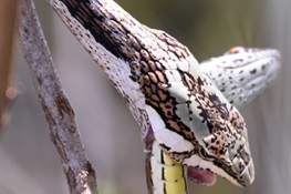 Newswise: When Snakes Cannibalize
