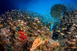 There Is Still Time for Coral Reefs, If We Act Soon
