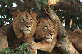 This World Lion Day, the King of the Jungle Is Vulnerable, But WCS Has a Strategy for Recovery
