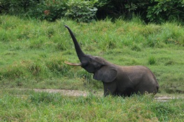 A New Way to Count African Forest Elephants: DNA From Dung