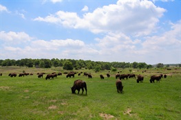 Protecting America’s Majestic Bison: From the Bronx to the Great Plains