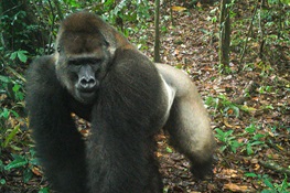 Protecting Africa’s Rarest Great Ape, the Elusive Cross River Gorilla