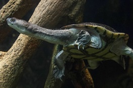 The Bronx Zoo Is Working to Save Some of the World’s Most Threatened Turtle Species