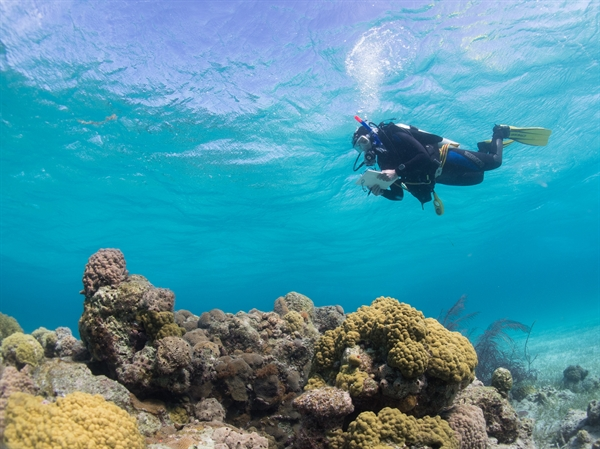 Newswise: New Tech Lets Marine Scientists Track Real-Time Health of Coral Reefs Around the World