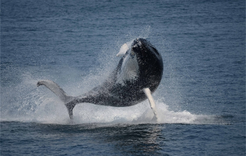 A  breaching humpback  whale.  Photo  credit:  Laura  Howes,  Boston  Harbor  Cruises.  