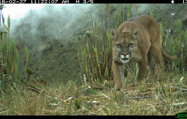 Puma captured in camera trap CREDIT: WCS Ecuador