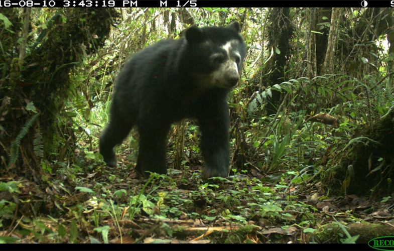Andean bear captured in camera trap: CREDIT: WCS Ecuador