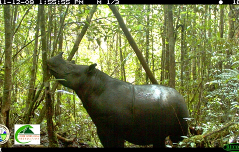 Sumatran rhino  cr:Leuser International Foundation and the Gunung Leuser National Park.