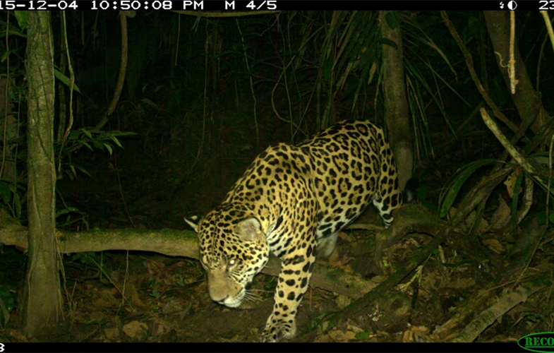 Jaguar captured in camera trap CREDIT: WCS Ecuador