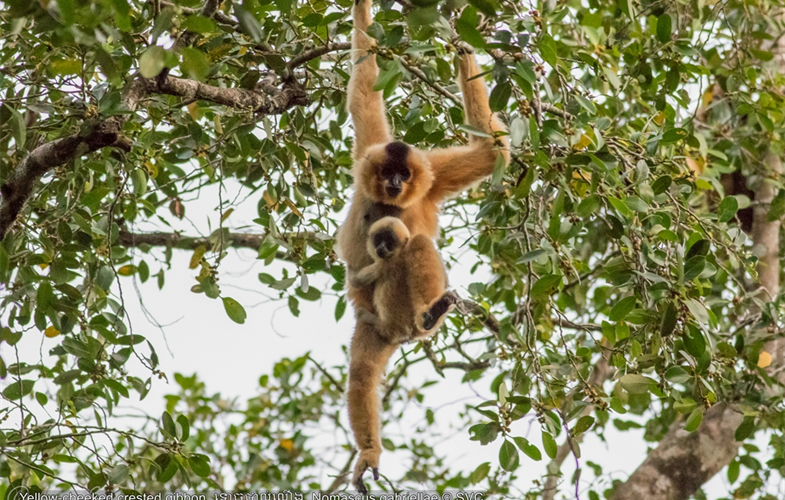 Yellow cheeked crested gibbon CREDIT: SVC
