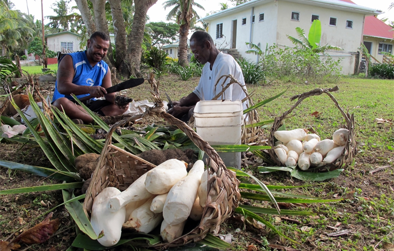 Rural Pacific Islanders relied on agricultural production, particularly root crops, during the early months of the COVID-19 pandemic. Photo © Stacy Jupiter/WCS