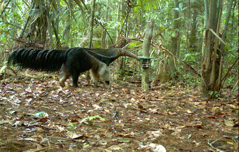 Giant anteater captured in camera trap CREDIT: WCS Bolivia