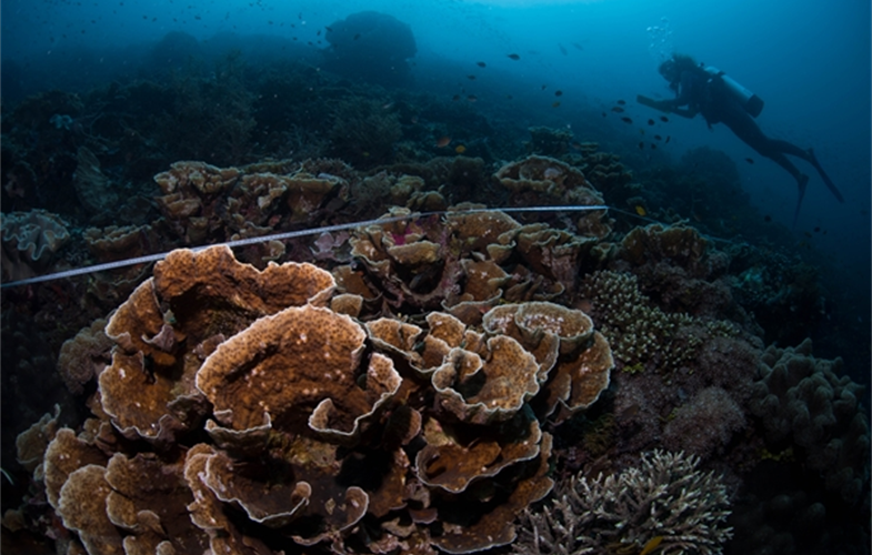 Scientists have identified a portfolio of the world’s reefs most likely to survive the coming decades, using principles from the financial investment world. CREDIT: E.Darling/WCS. 