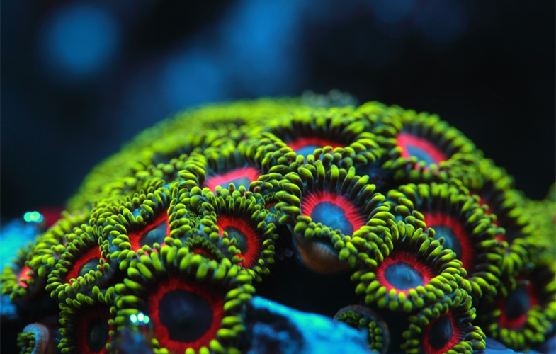 CREDIT: Ramona Osche/Coral Reef Image Bank