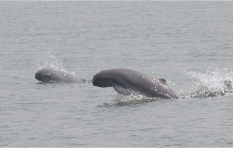 Irrawaddy Dolphins in Myanmar. CREDIT: WCS