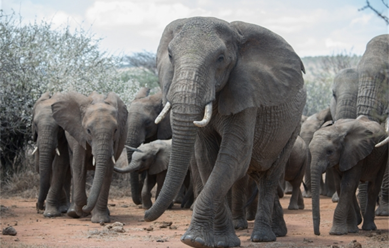 Julie-Larsen-Maher_6421_African-Elephants_KEN_03-09-14