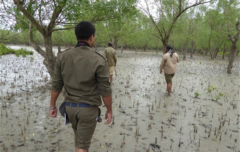 Foot Patrol in SundarbansCredit: A.J. Lynam/WCS..