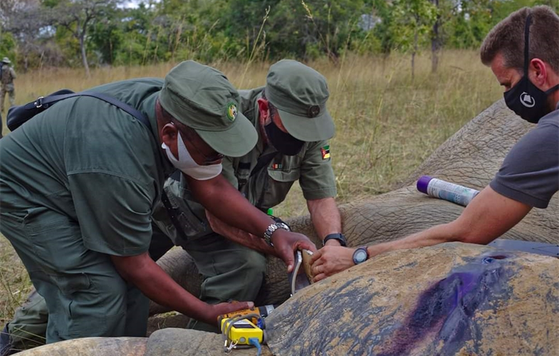 (L-R) President Nyusi, Carlos Lopes Perreira, Director of LE and Protection ANAC , and João Almeida, vet with Mozambique Wildlife Alliance place GPS collar on elephant nicknamed “Mr. Gentleman.