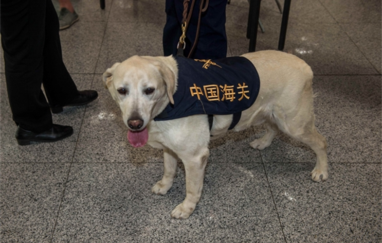 Parker the Beijing Customs ivory-sniffing dog. cr: WCS CHINA