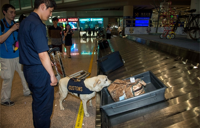 Parker the ivory sniffing dog at work. Cr: WCS - China