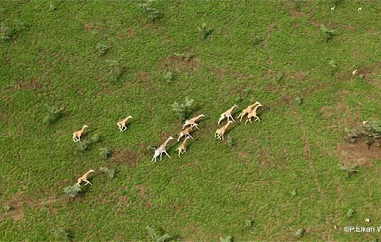 Group of Northern giraffe (Nubian subspecies)in Badingilo National Park, June 2019. CREDIT © Paul Elkan WCS