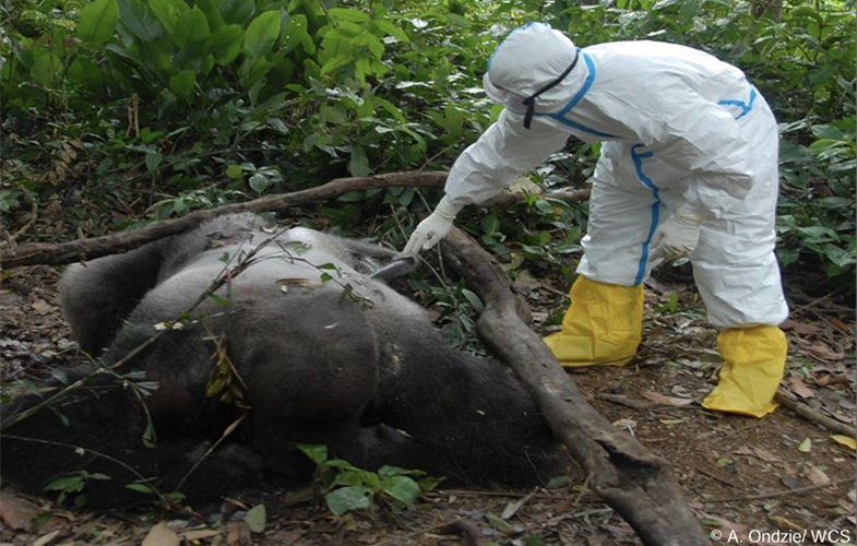 Prevent Future Risk Global Health Experts Urge Urgent Action to Prevent Future Pandemics ...