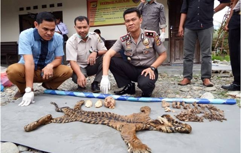 Law enforcement officials with confiscated tiger and tiger parts. cr:WCS-Indonesia
