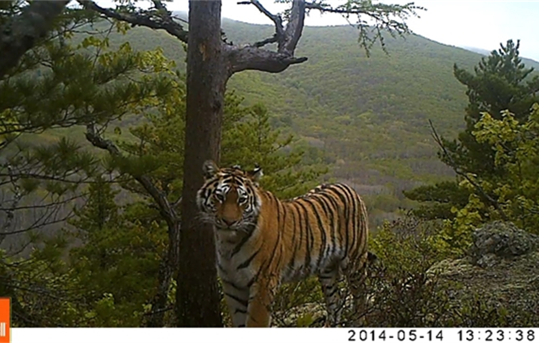 Camera trap image of Varvara the Amur tigress.  CREDIT: Sikhote-Alin Reserve
