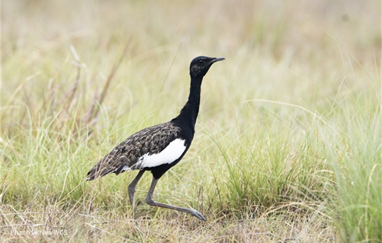 Critically endangered species like this Bengal florican are increasingly threatened by habitat destruction in the Tonle Sap CREDIT Phann Sithan/WCS