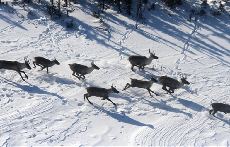 c_RAY_caribou_158